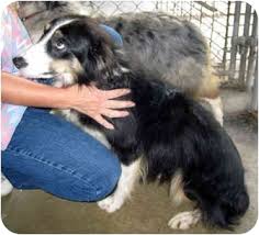 Check spelling or type a new query. Ottawa Il Australian Shepherd Meet Mia A Pet For Adoption