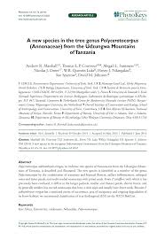 Image result for Sclerochiton obtusisepalus