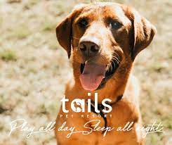 Tails of texas pet resort 17720 huffmeister rd, cypress, tx 77429 phone: Las Vegas Pet Boarding And Grooming Tails Pet Resorts