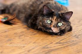 Long Haired Tortoiseshell Cats Tortoise Shell Cat Cats Crazy Cats
