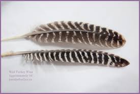 These birds can be aggressive when nesting. Bald Eagle Feather Identification