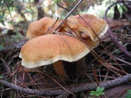 We did not find results for: Gibt Es Essbare Pilze Und Schwammerl La Palma News