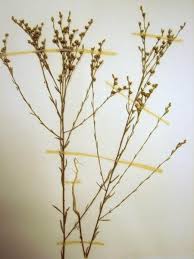 Image result for Limeum sulcatum