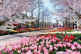 Gratis untuk komersial tidak perlu kredit bebas hak cipta. Big Tulip Festival With 1 Million Tulips At Huis Ten Bosch In Nagasaki Good Luck Trip
