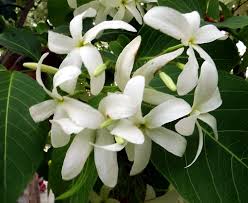 Image result for Periglossum mackenii