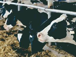 Jul 29, 2019 · how much protein, fat and fiber are in the milk replacer? Milk Fever Causes Consequences Prevention Ew Nutrition