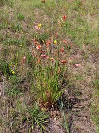 Image result for Oenothera stricta