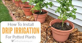 Everything you need to know to grow a. How To Install A Diy Drip Irrigation System For Potted Plants