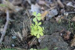 Image result for Chamaecrista fenarolii