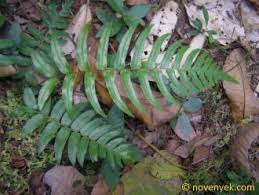 Image result for Blechnum attenuatum