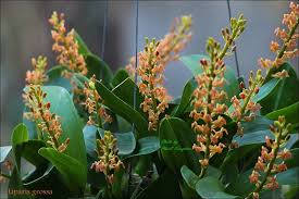 Image result for Liparis harketii