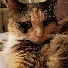 Pawp provides pet emergency funds of up to $3,000 per year. The Pet Fund Reviews And Ratings Sacramento Ca Donate Volunteer Review Greatnonprofits