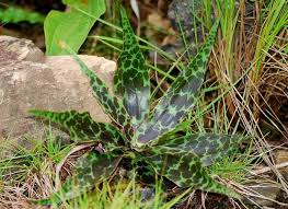 Image result for Ledebouria luteola