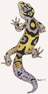 Leopard Gecko Cartoon Images Crazy Gallery Cute Gecko Cartoon Drawings Of Animals Leopard Gecko