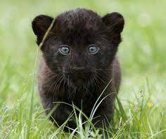 Boots' special day (on map's picture map). Black Jaguar Cub