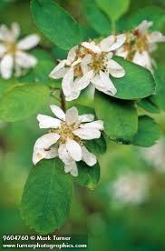 Many varieties also have small but colorful blue, purple, or white blooms that attract pollinators. Amelanchier Alnifolia Western Serviceberry Saskatoon Id Shrub To Small Tree Smooth Stem Leav White Flowering Trees Amelanchier Alnifolia Flowering Trees