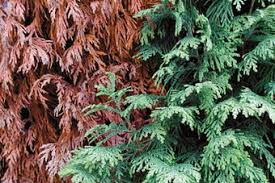 Image result for didymascella thujina