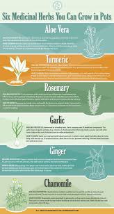 6 Medicinal Herbs You Can Grow In Pots Infographic Medicinal Herbs Garden Medicinal Herbs Healing Plants