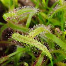 Image result for Drosera