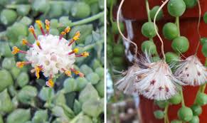 Is string of beads poison to humans? String Of Pearls Senecio Rowleyanus Wisconsin Horticulture