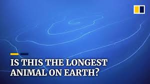 The most sleepiest animal in the world can sleep about 22 hours (out of 24) and animal that sleeps the least (giraffe) below are 10 animals (including human) that require longest sleeping hours per day. Scientists Discover What May Be The Longest Animal On Earth In Waters Off Western Australia Youtube