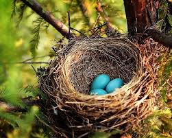 Small Bird Eggs With Brown Spots Https Www Tumblr Com Dashboard 36 188470328051 Bird Nest Bird Eggs Mourning Dove