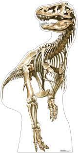 See our dino bone set on flickr for more specimen examples as well as some of our dino bone jewelry and cabochons. Amazon Com Advanced Graphics Tyrannosaurus Rex Skeleton Life Size Cardboard Cutout Standup Home Kitchen