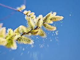 Auch die wetterlage beeinflusst den pollenflug. Heuschnupfen 2019 Fliegen In Diesem Jahr Mehr Pollen Durch Die Luft