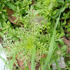 Image result for Lepidium bonariense