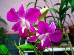 How To Care For Orchids Flower Orchid Flower Orchid Images Orchid Care