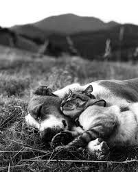 Pin By Marianne Grimme On Sweet Animals Cats Funny Animal Pictures Animals