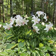 Image result for Culcasia orientalis