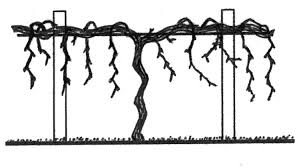 Image result for pruning grapes on a pergola