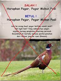 Macam ada yang tidak kena sahaja. Hasanuddin Yusof Official Pagar Atau Pegar Mana Satu Yang Betul Saya Tidak Pasti Siapa Mula Mula Yang Mendakwa Bahawa Peribahasa Harapkan Pagar Pagar Makan Padi Itu Salah Dan Baginya Yang Betul
