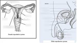 Check spelling or type a new query. Male Female Reproductive Systems Diagram Quizlet