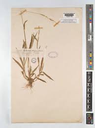 Image result for Anthephora pubescens