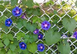 Cucinakristina Com Nbspthis Website Is For Sale Nbspcucinakristina Resources And Information Chain Link Fence Garden Fence Panels Backyard Fences
