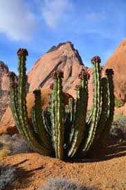 Yet animal shelters are filled with dogs and cats who must find homes. 16 Desert Ideas Desert Animals Sonoran Desert Animal Habitats