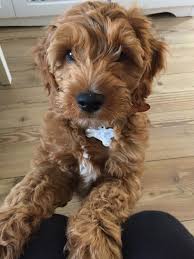 Teddy The Cockapoo Age 11 Weeks Colour Apricot Cockapoo Dog Yorkshire Terrier Puppies Cockapoo Puppies