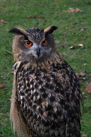 Finland have won four of the last seven meetings between the sides, drawing three. Eurasian Eagle Owl Pyrenees 39 Biodiversity Inaturalist