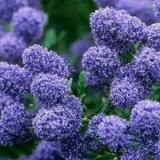 ✅ free delivery and free returns on ebay climate: Ceanothus Autumnal Blue Google Search Evergreen Shrubs Shrubs Small Evergreen Shrubs