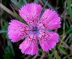 Plante si animale protejate de lege in romania narcisa planta delicata, creste pe. Bubite De La Mancare Animale Ocrotite De Lege Referat Biologie