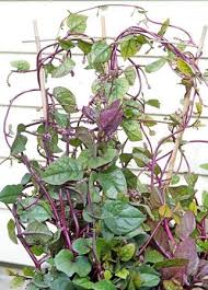 Image result for Basella