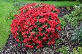 We did not find results for: Big Bush Of Red Flowering Rhododendron In The Garden Stock Photo Picture And Royalty Free Image Image 59211282