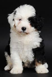 Black And White St Bernard Dog Bernedoodle Puppy Adorable Never Even Heard Of This Breed But I M Thinking It Will Be Huge St Bernard Poodle Mix May Bernedoodle Puppy Puppies Cute Animals