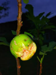 Kandungan coumarin dalam buah tin dapat mengurangi resiko kanker prostat. Buah Tin Or Figs Fruit On Tree Stock Image Image Of Food Fruit 147786321