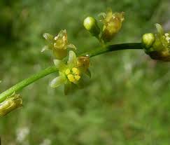 Image result for Dioscorea hirtiflora