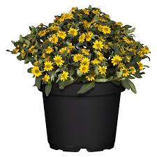 Image result for foto Vitálka