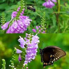 Full sun, partial shade, full shade. How To Plant Grow Obedient Plant Physostegia Virginiana Pond Informer