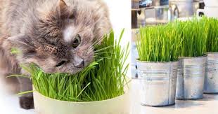 Cats need grass as part of their diet. The Ultimate Guide To Cat Grass What Is It How To Grow It Yourself
